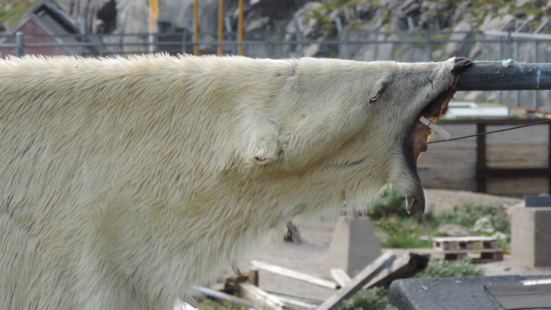 polar bear skinned