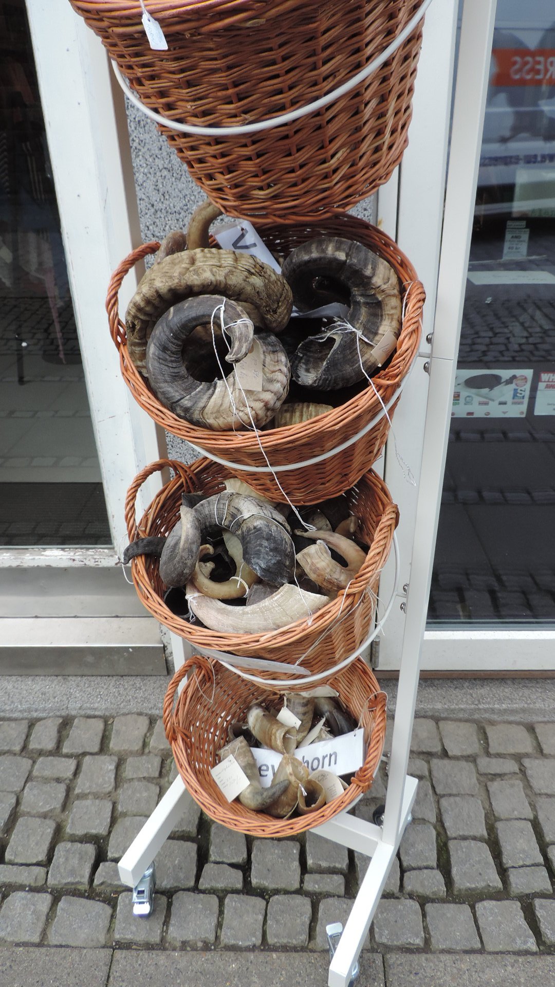 sheep horns for sale