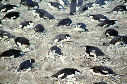Chinstrap penguins nesting on Deception Island