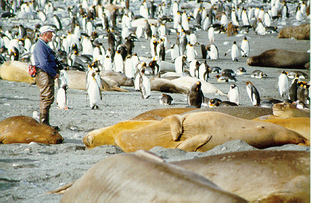 Elephant Seals at Gold Harbour 