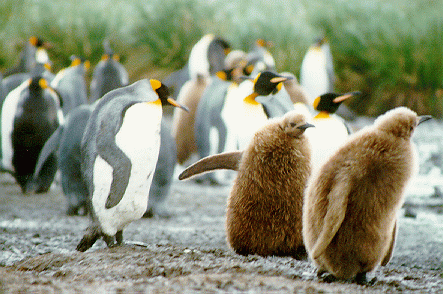 King penguin chicks