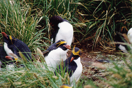 Macaroni Penguins at Cooper Bay, South Georgia Island