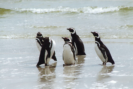 Magellenic penguins