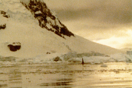 fin of a male orca (killer whale)