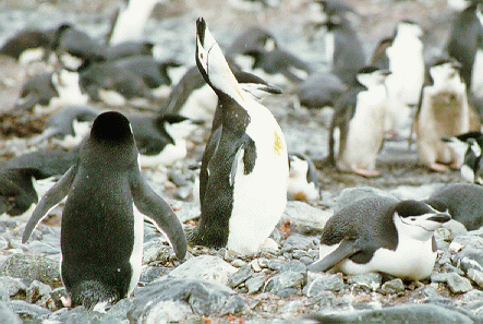 Chinstrap penguins, Deception Island 