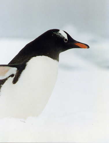 Gentoo Penguin, Peterman Island