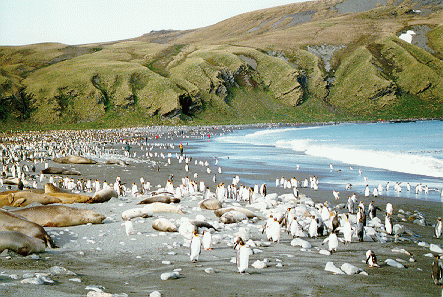 king penguin and elephant seal colony, Gold Harbour, South Georgia Island
