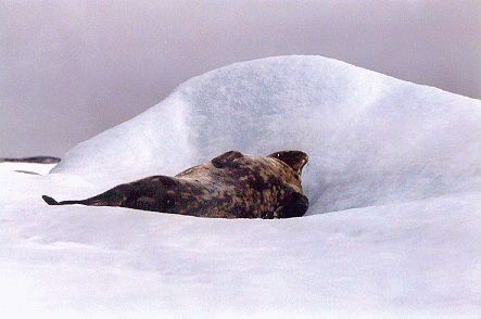Weddel Seals 