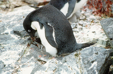 Adelie Penguins, Coronation Island