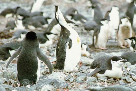 Chinstrap penguins doing an ecstatic display, Deception Island