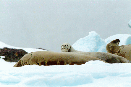 Crab-eater seals, Antarctic Peninsula