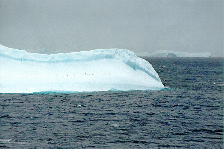 Adelie penguins on an ice berg