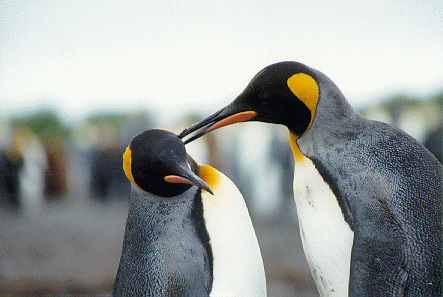 King Penguins on South Georgia Island