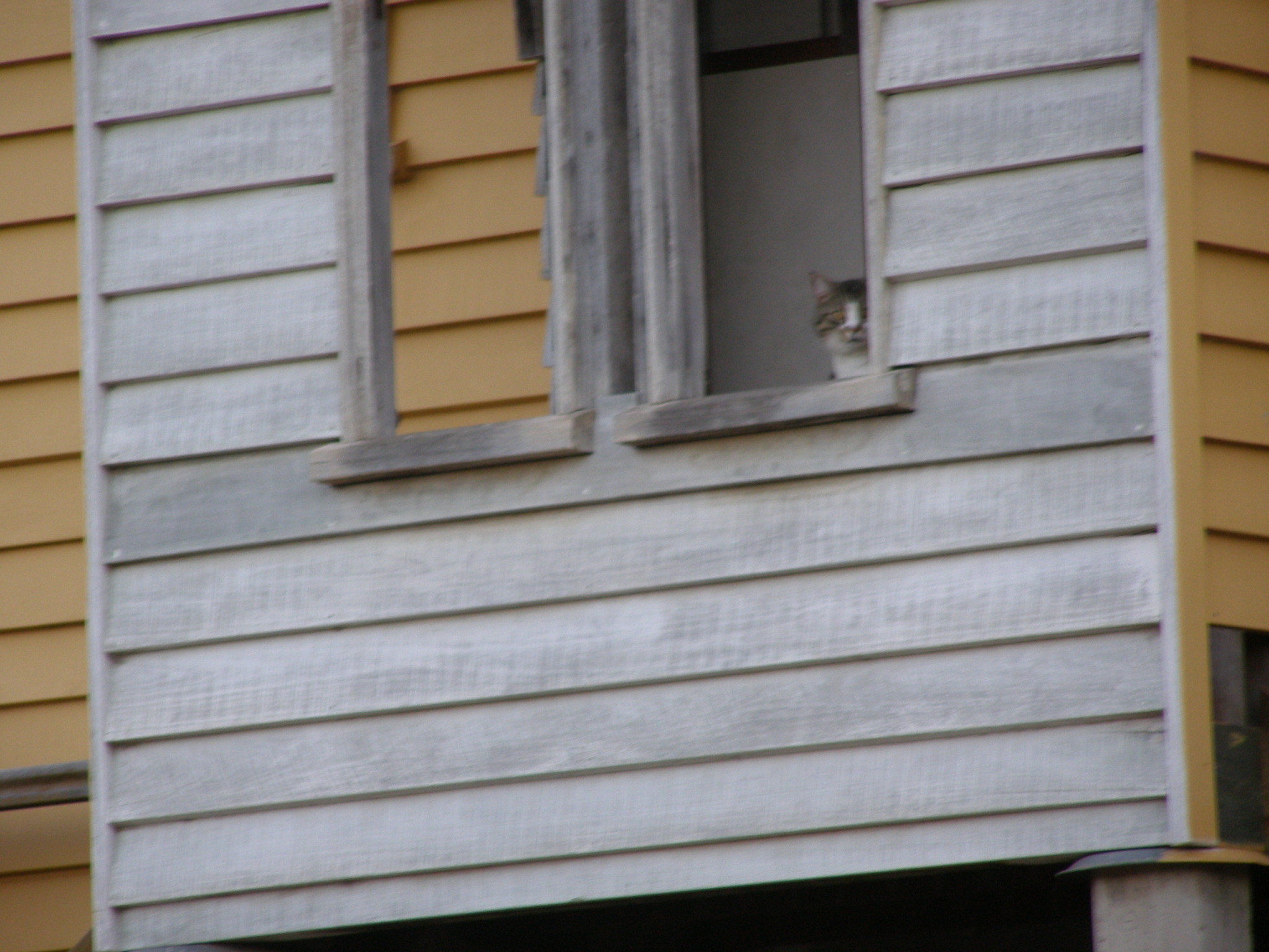 Cat at window of old Bryden church converted to house