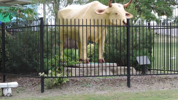 bullock BANANA  | who died nearby at Banana's Gully and gave his name to the town and shire of Banana  |   | Banana Shire  |   | 