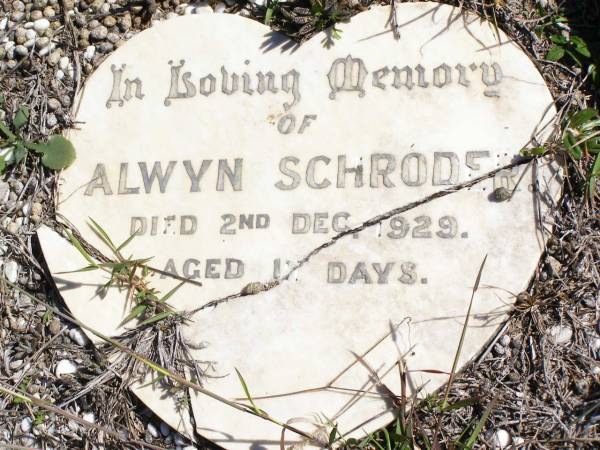 Alwyn SCHRODER,  | died 2 Dec 1929 aged 11? days;  | Forest Hill Cemetery, Laidley Shire  | 