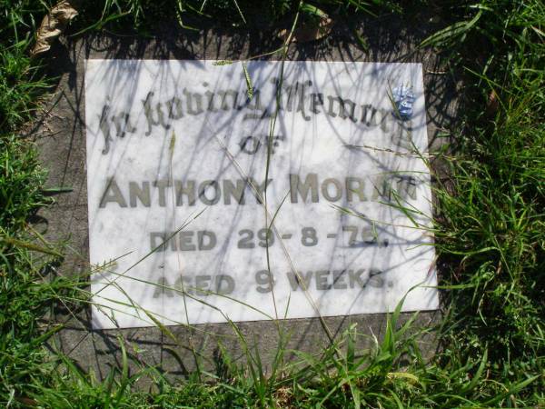 Anthony MORAN,  | died 29-8-75 aged 9 weeks;  | Gleneagle Catholic cemetery, Beaudesert Shire  | 