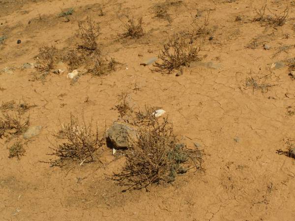 Cemetery at Kanyaka Homestead,  | north of Quorn,  | South Australia  | 