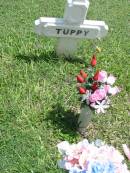 
Tuppy;
Maclean cemetery, Beaudesert Shire
