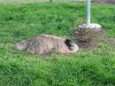 Emu farm adjacent, Marburg Lutheran Cemetery, Ipswich 