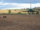 Emu farm adjacent, Marburg Lutheran Cemetery, Ipswich 