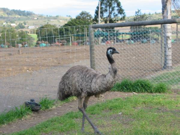 Emu farm adjacent,  | Marburg Lutheran Cemetery, Ipswich  | 