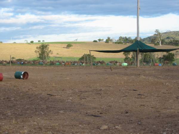 Emu farm adjacent,  | Marburg Lutheran Cemetery, Ipswich  | 