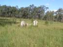 
Milbong General Cemetery, Boonah Shire
