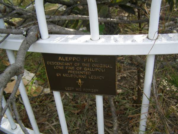 Aleppo pine  | descendamt of the original Lone Pine of Gallipoli.  | Pioneers Memorial, Elsie Laver Park, Mudgeeraba  | 