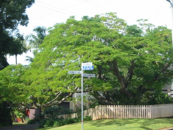 Murwillumbah Catholic Cemetery, New South Wales  | 