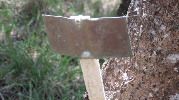 ??  | Anzac week 96  |   | Norfolk Island Memorial Park  |   | 