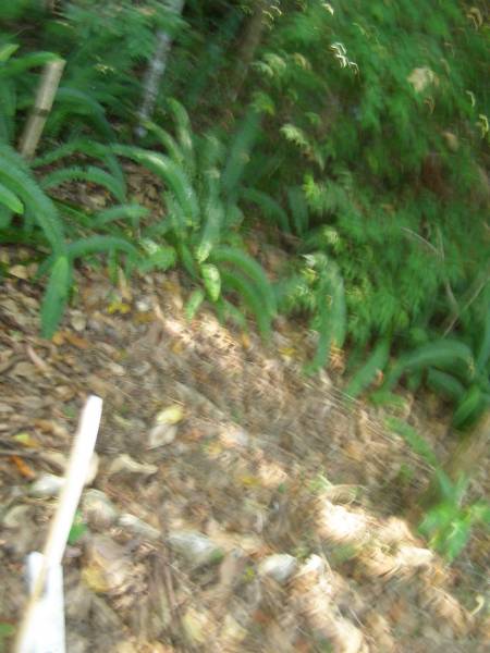 North Tumbulgum cemetery, New South Wales  | 