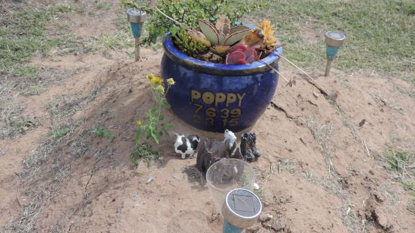 Poppy  | b: 7 Jun 1939  | d: 2 Mar 2015  |   | Peak Downs Memorial Cemetery / Capella Cemetery  | 