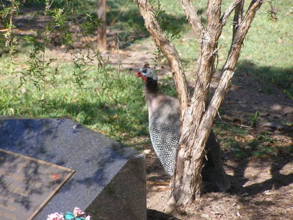 Samsonvale Cemetery, Pine Rivers Shire  | 