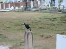 
Complaining magpie

Sherwood (Anglican) Cemetery, Brisbane

