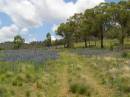 Cemetery near Upper Turon Road, Sofala, New South Wales 