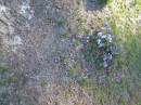 
Tea Gardens cemetery, Great Lakes, New South Wales
