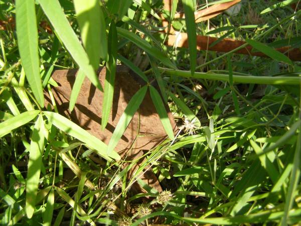 William WALDOCK;  | Tiaro cemetery, Fraser Coast Region  | 