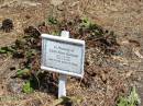 
Edith Rose HARMAN 1.8.1904 - 6.4.1905,
Tingalpa Christ Church (Anglican) cemetery, Brisbane
