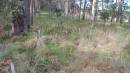 

Willsons Downfall cemetery,Tenterfield, NSW

