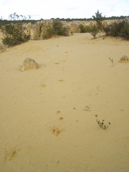 Emu tracks at The Pinnacles, WA  | 