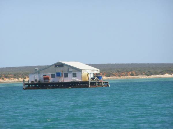 pearl farm at Monkey Mia, WA  | 