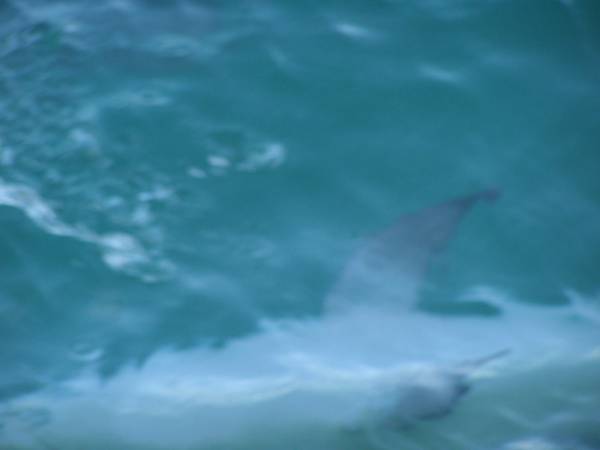 Dolphin feeding on bait fish (squeezing them up to the surface) at Monkey Mia, WA  | 