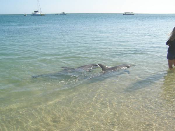 Dolphin feeding at Monkey Mia, WA  | 