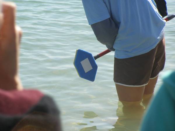Capturing mucus samples from dolphin blowhole at Dolphin feeding at Monkey Mia, WA  | 