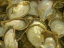 OL_20090914_1016.JPG