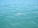 Dugong at Monkey Mia, WA 