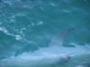 Dolphin feeding on bait fish (squeezing them up to the surface) at Monkey Mia, WA 
