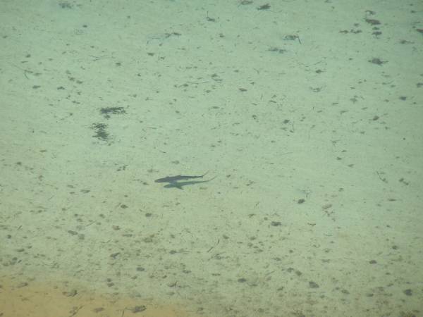 sharks at Eagle Bluff near Shark Bay  | 