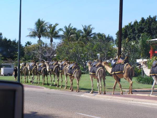 Cable Beach camels  | 